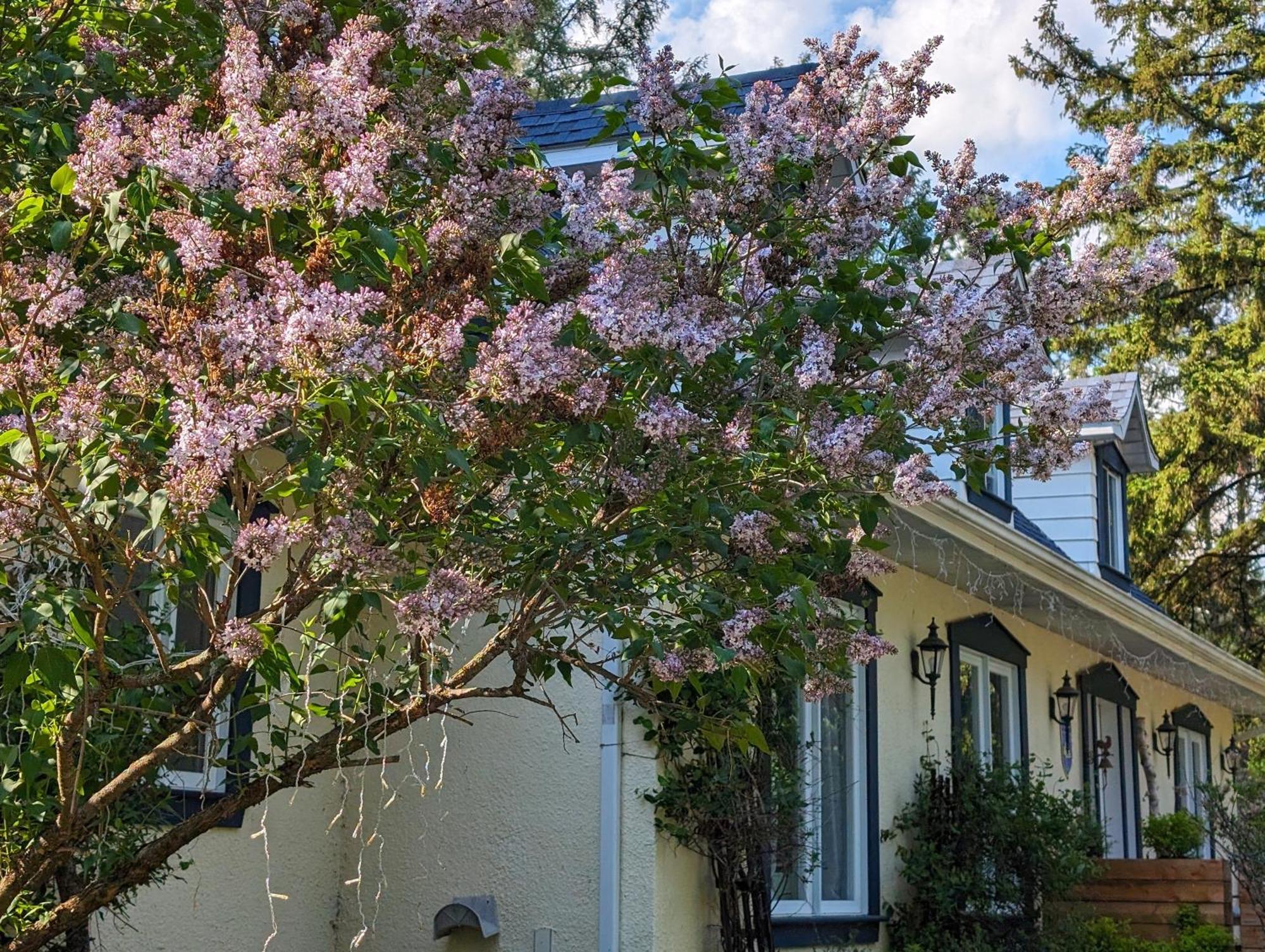La Tremblante Bed & Breakfast Монт-Тремблант Екстериор снимка